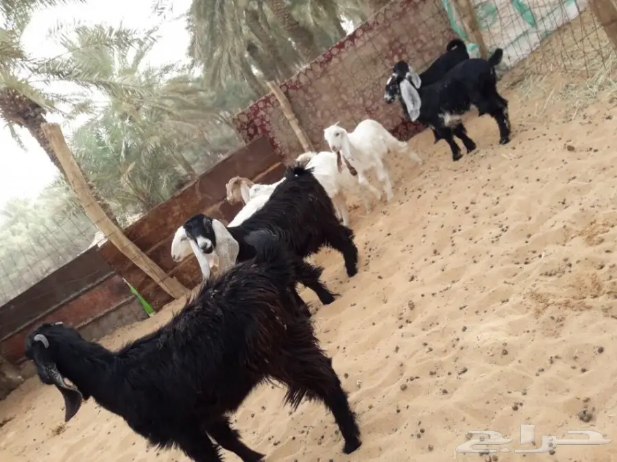 للبيع جفار وتيوس العدد 8 (image 3)