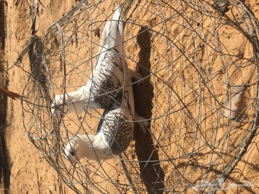 للبيع حمام قطمي 