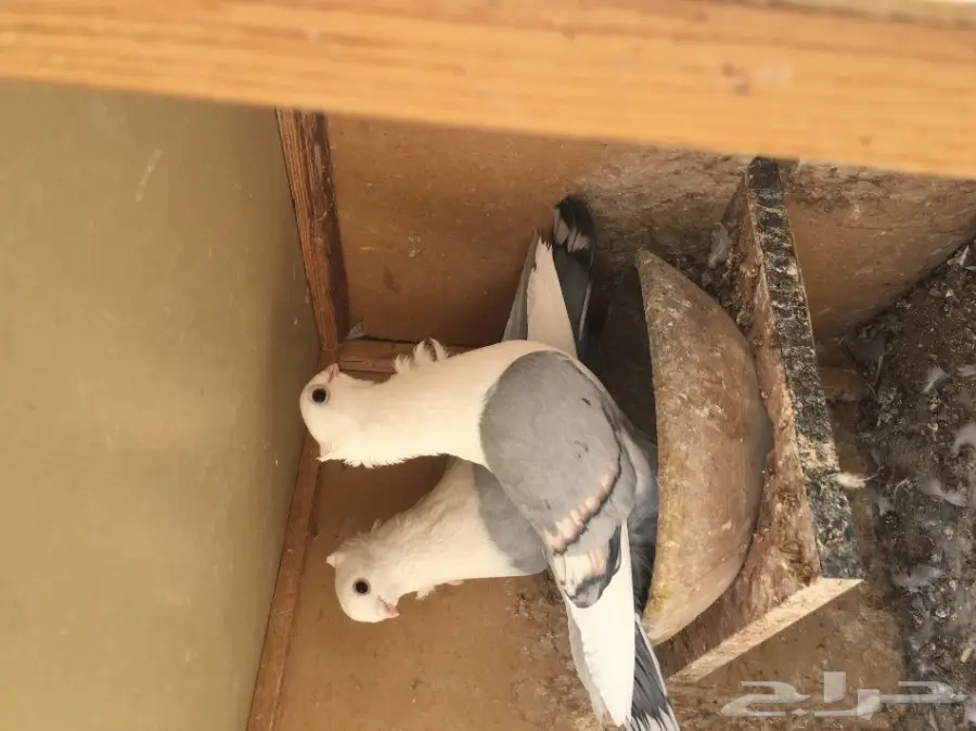 للبيع جوزين حب الرمان ازرق بار وفتله وغره توب (image 2)