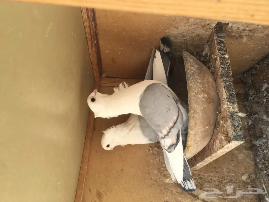 للبيع جوزين حب الرمان ازرق بار وفتله وغره توب (image 3)