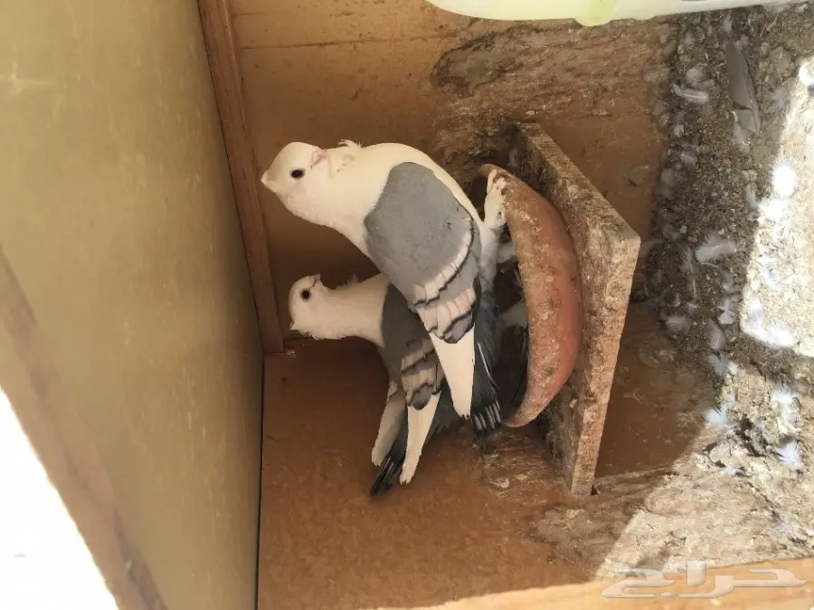 للبيع جوزين حب الرمان ازرق بار وفتله وغره توب (image 4)