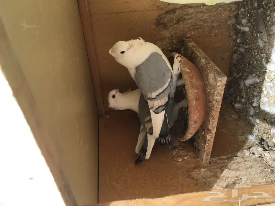 للبيع جوزين حب الرمان ازرق بار وفتله وغره توب (image 5)