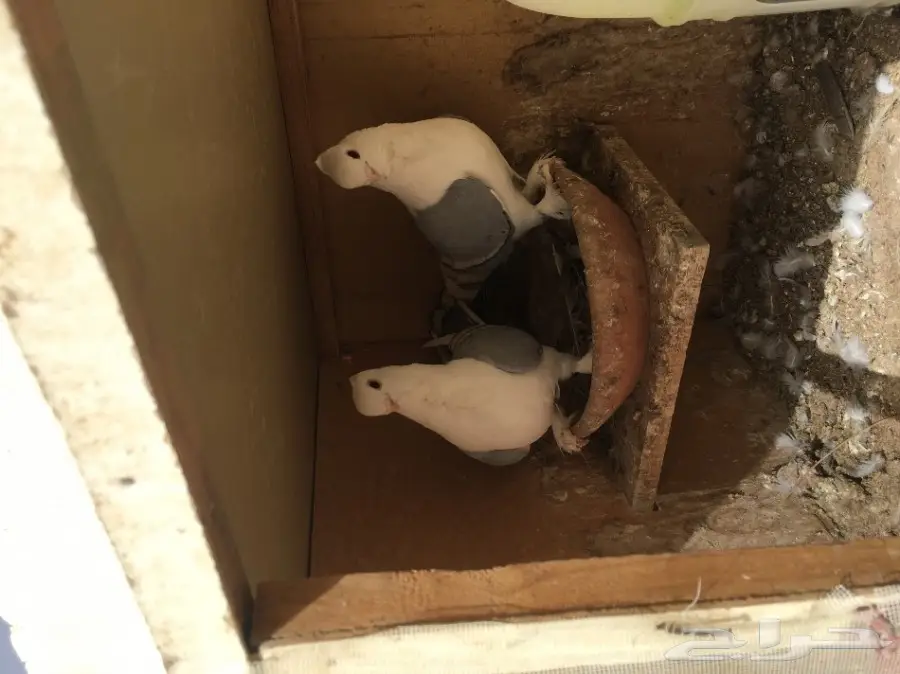 للبيع جوزين حب الرمان ازرق بار وفتله وغره توب (image 6)