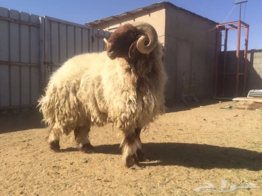 للبيع فحل مشروط وطبعه طيب