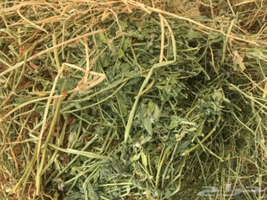 برسيم صيفي  (image 1)