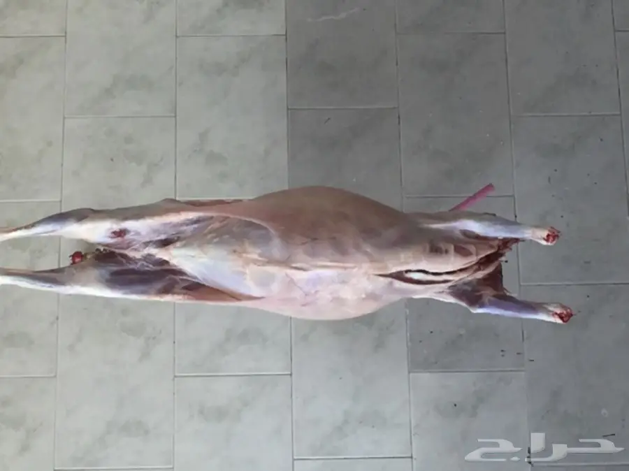 ذبايح حرية مصلوخه موصله