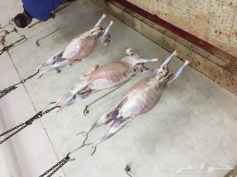 ذبايح حرية مصلوخه موصله (image 1)