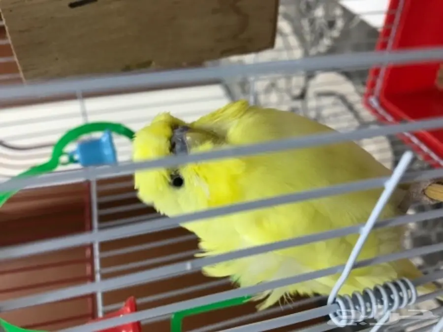 للبيع ببغاء