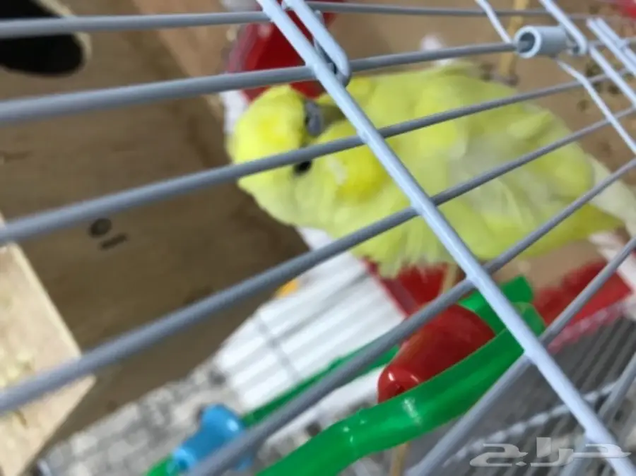 للبيع ببغاء (image 1)