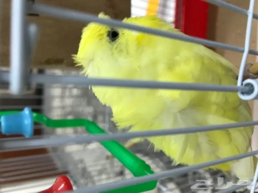 للبيع ببغاء (image 2)