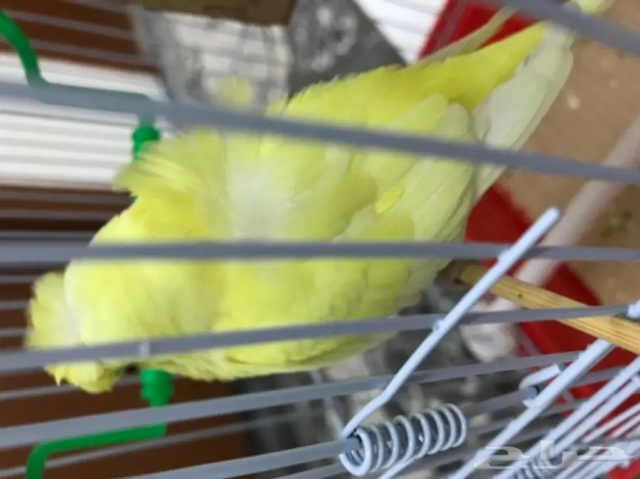 للبيع ببغاء (image 3)