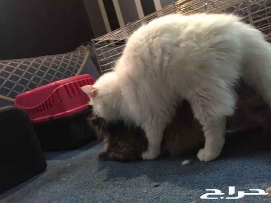 تزاوج قطط تلقيح قطط  (image 9)