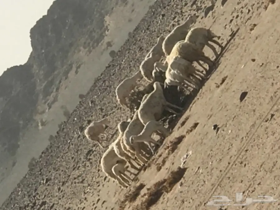 غنم حبص للبيع