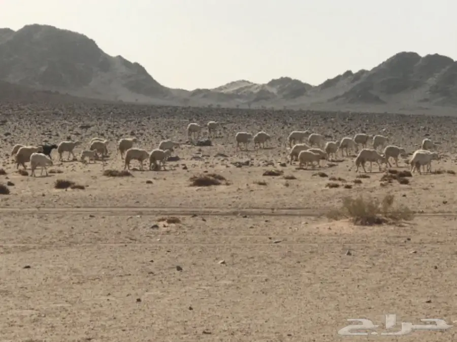 غنم حبص للبيع (image 1)