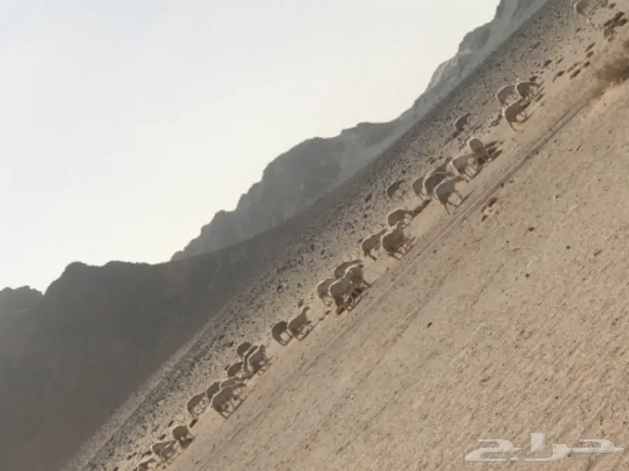 غنم حبص للبيع (image 2)