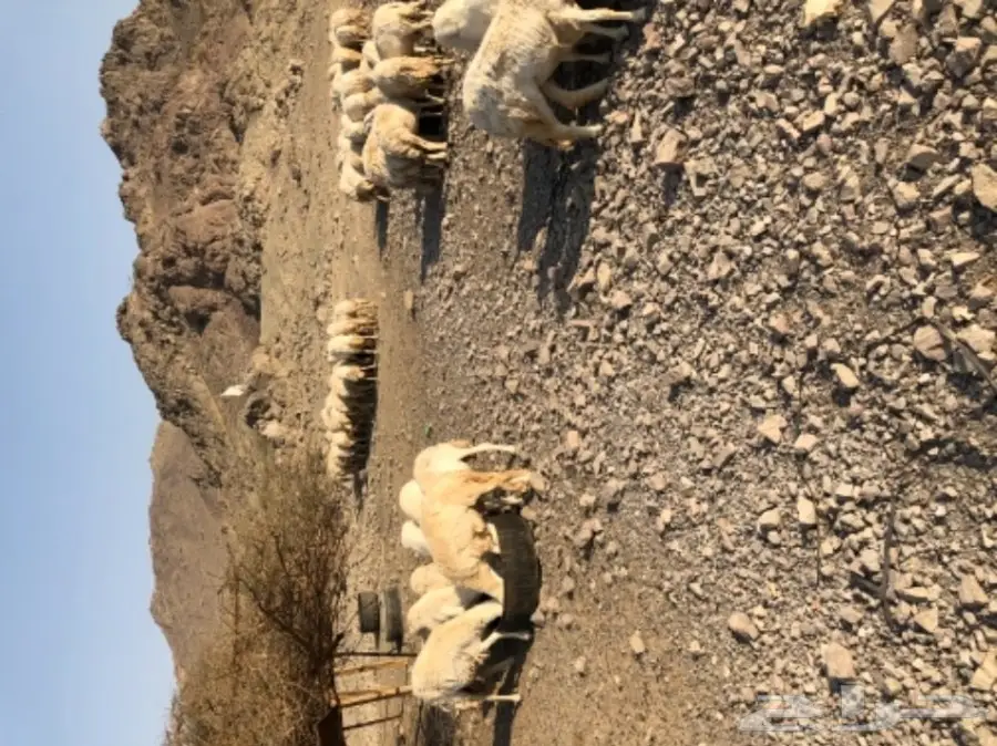 حريات للبيع