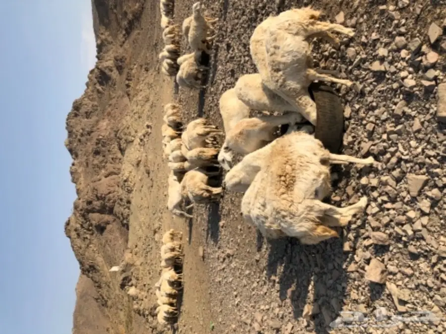 حريات للبيع (image 1)