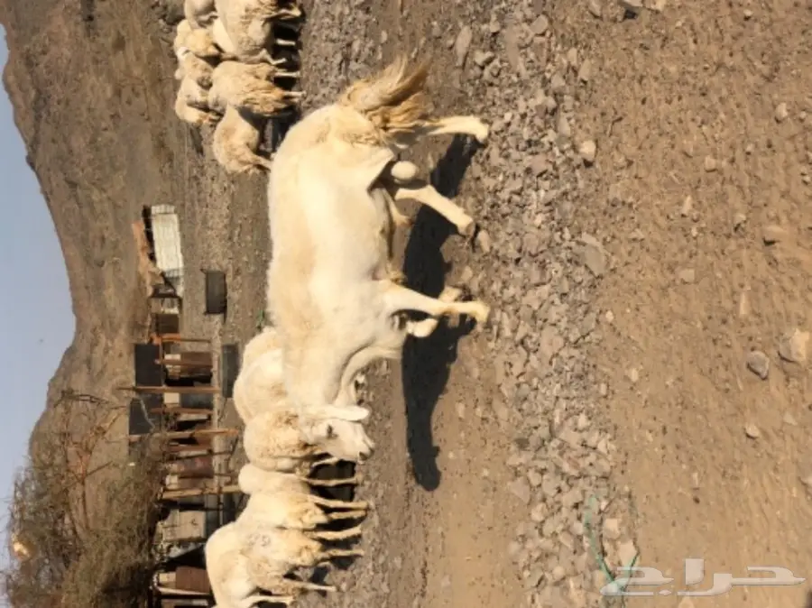 حريات للبيع (image 2)