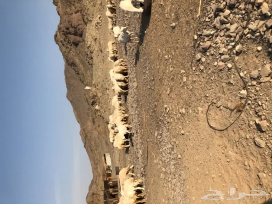 حريات للبيع (image 3)