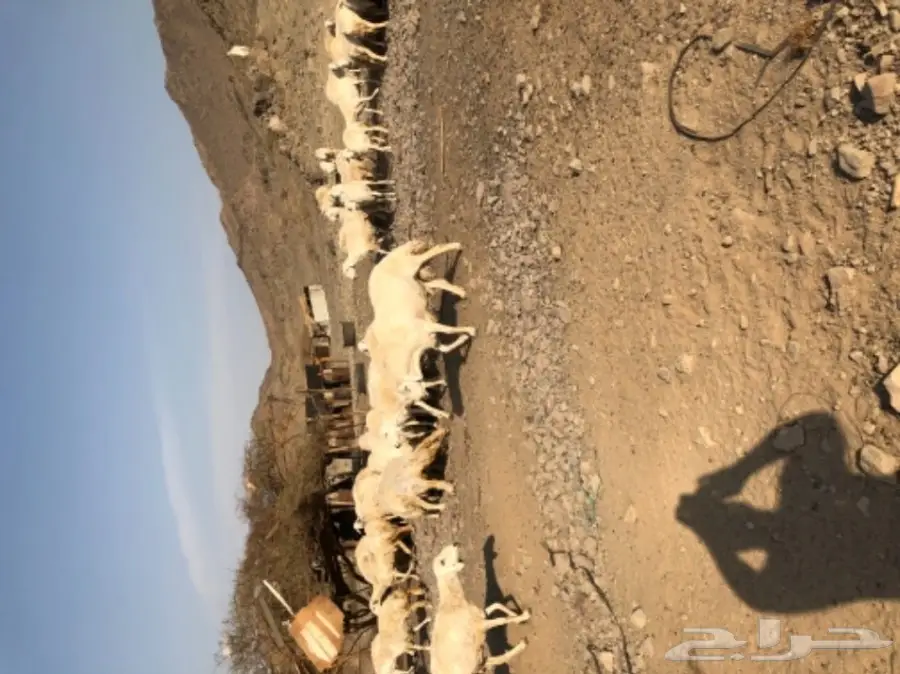 حريات للبيع (image 4)