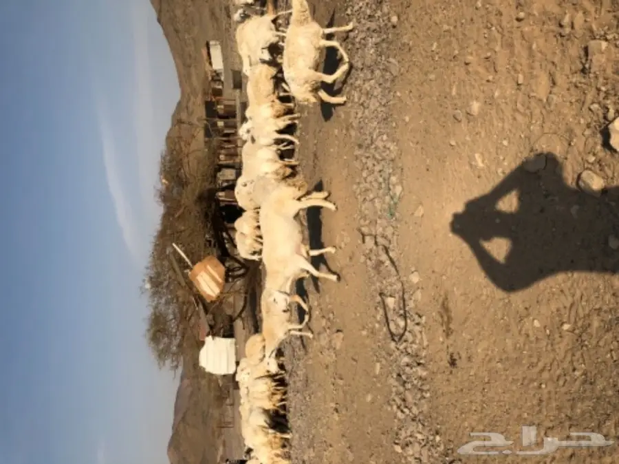 حريات للبيع (image 5)