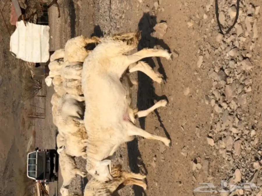 حريات للبيع (image 6)