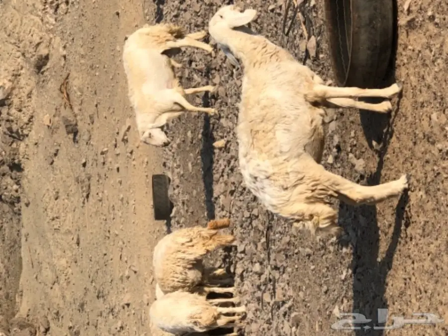 حريات للبيع (image 7)