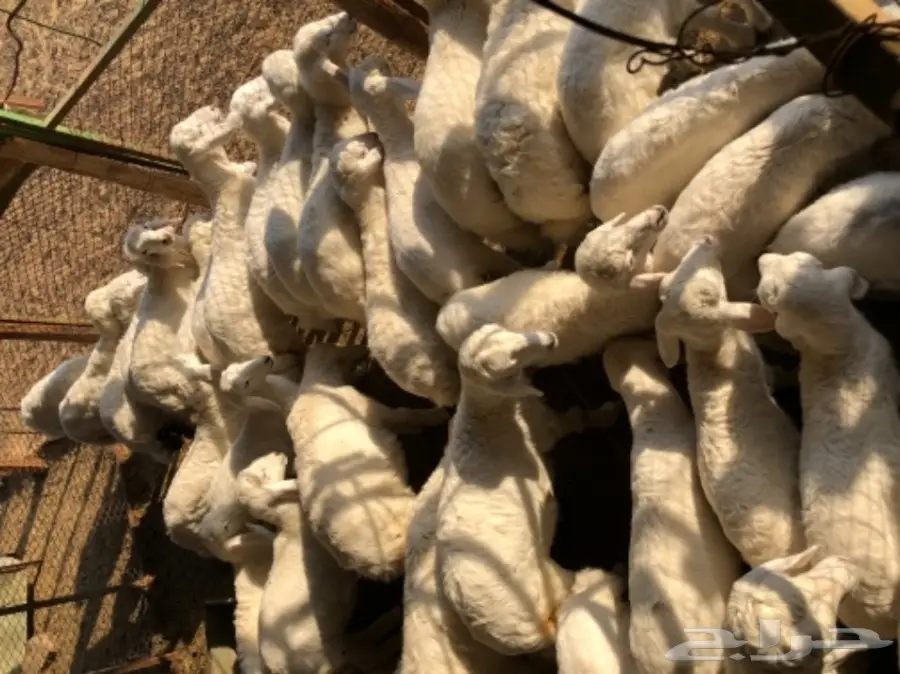 حريات للبيع (image 8)