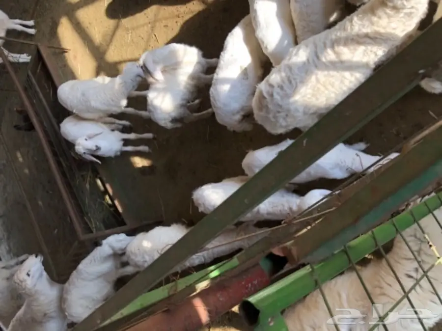 حريات للبيع (image 9)