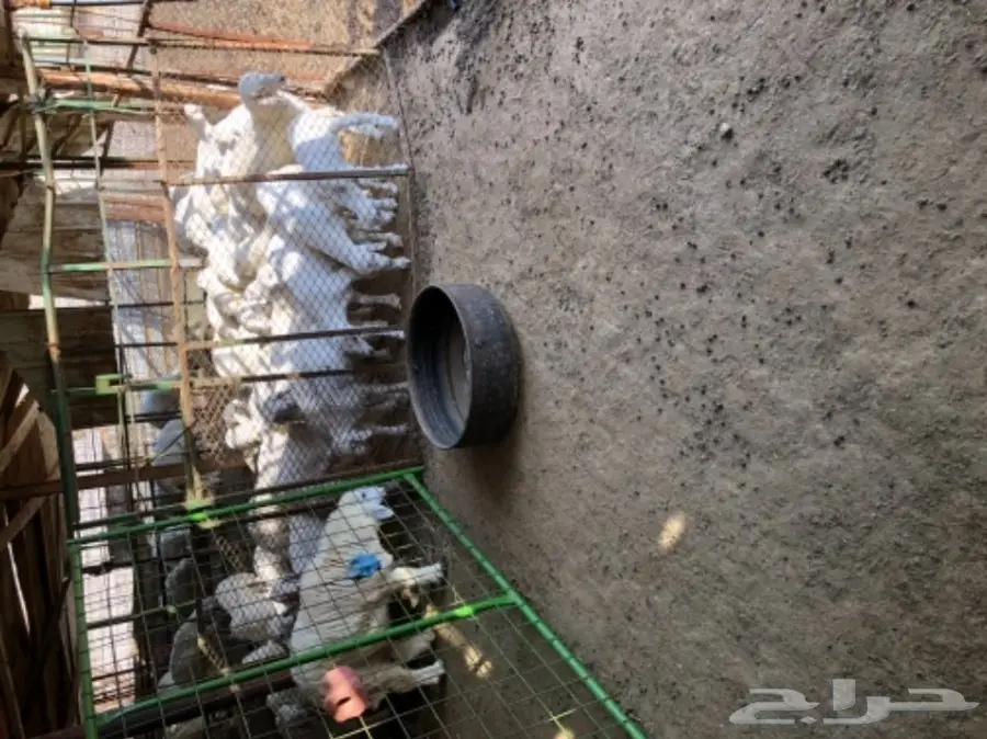 حريات للبيع (image 10)