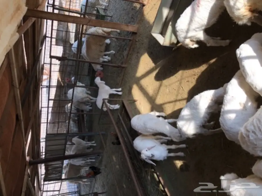 حريات للبيع (image 11)