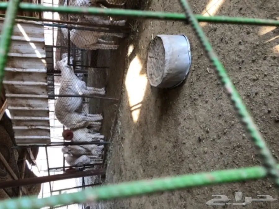 حريات للبيع (image 12)