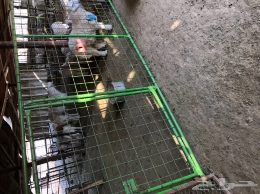 حريات للبيع (image 13)