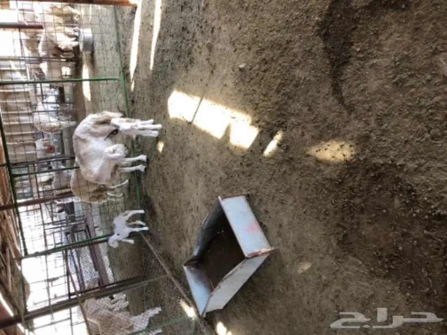 حريات للبيع (image 14)