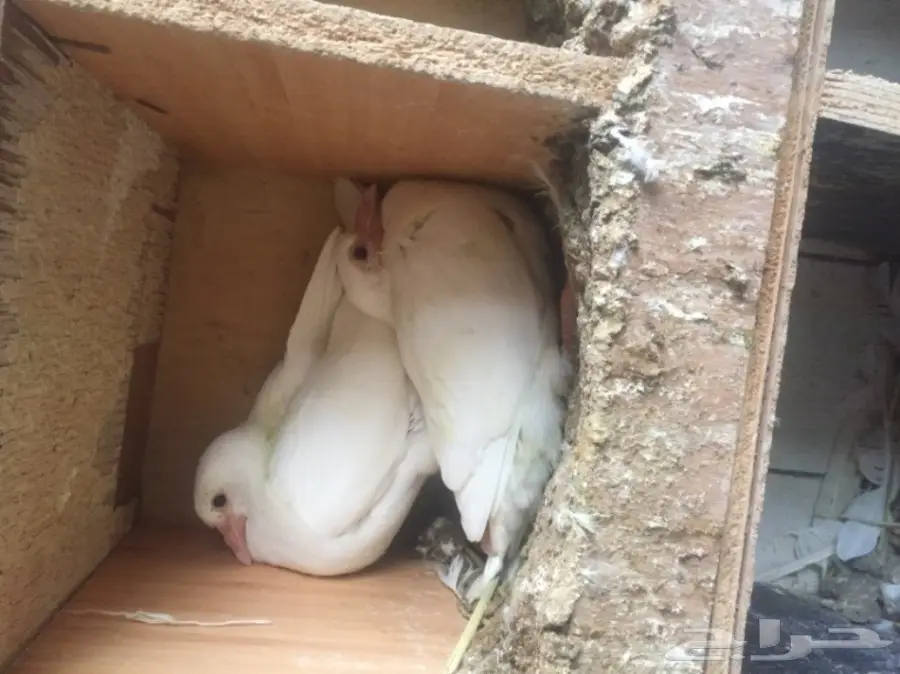 فروخ حمام لاحم فرنسي طااازجه