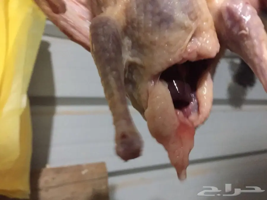 فروخ حمام لاحم فرنسي طااازجه (image 1)