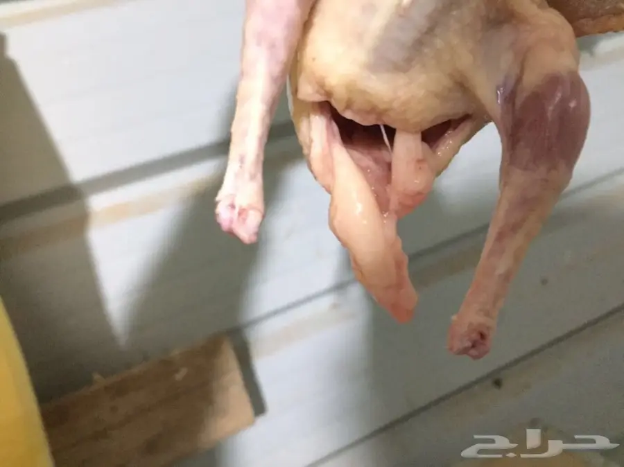 فروخ حمام لاحم فرنسي طااازجه (image 2)