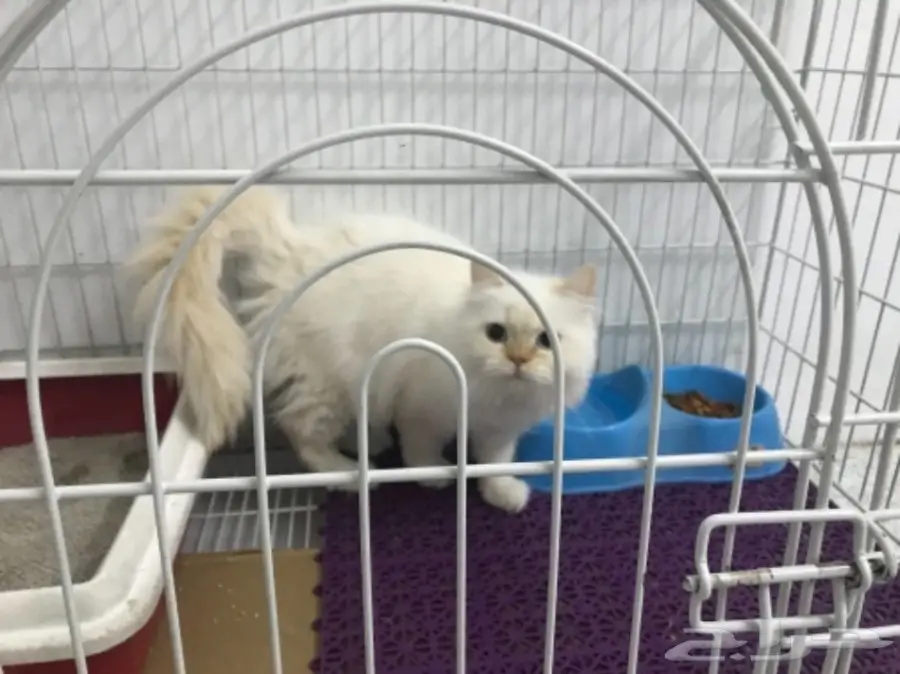 ذكر هيملايا اورنج عمر 4 شهور للبيع مع اغراضه