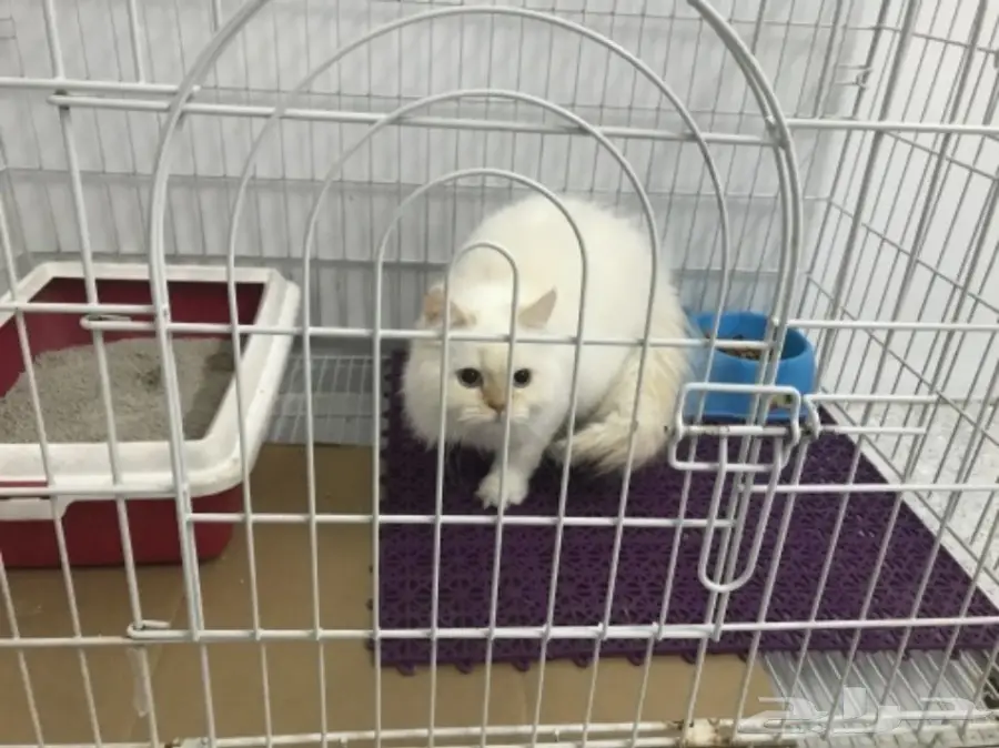 ذكر هيملايا اورنج عمر 4 شهور للبيع مع اغراضه (image 1)