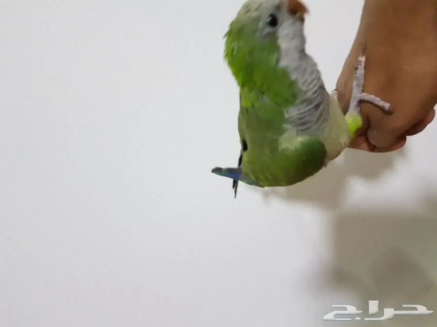 لبيع طير كويكر اليف حمام وجميل ومتكلم