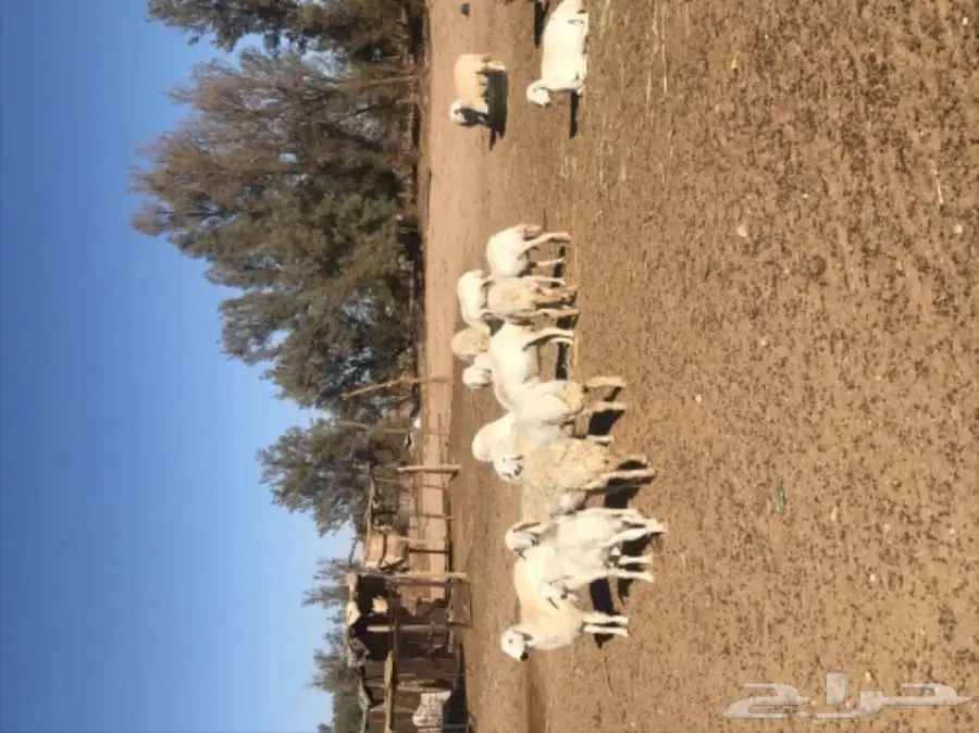 غنم حريات للبيع 