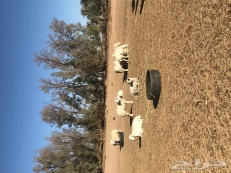 غنم حريات للبيع  (image 1)