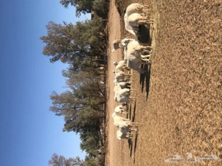 غنم حريات للبيع  (image 2)