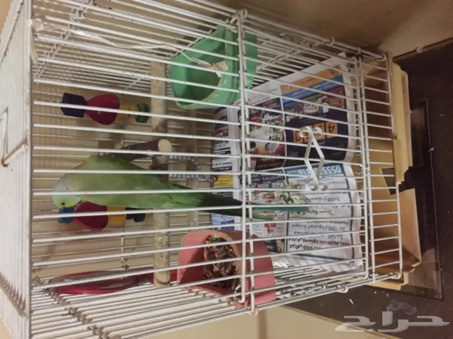 ببغاء دره اخضر 