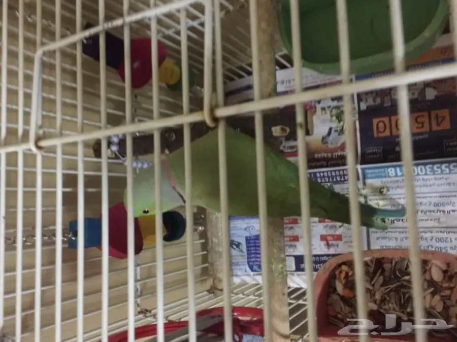 ببغاء دره اخضر  (image 1)