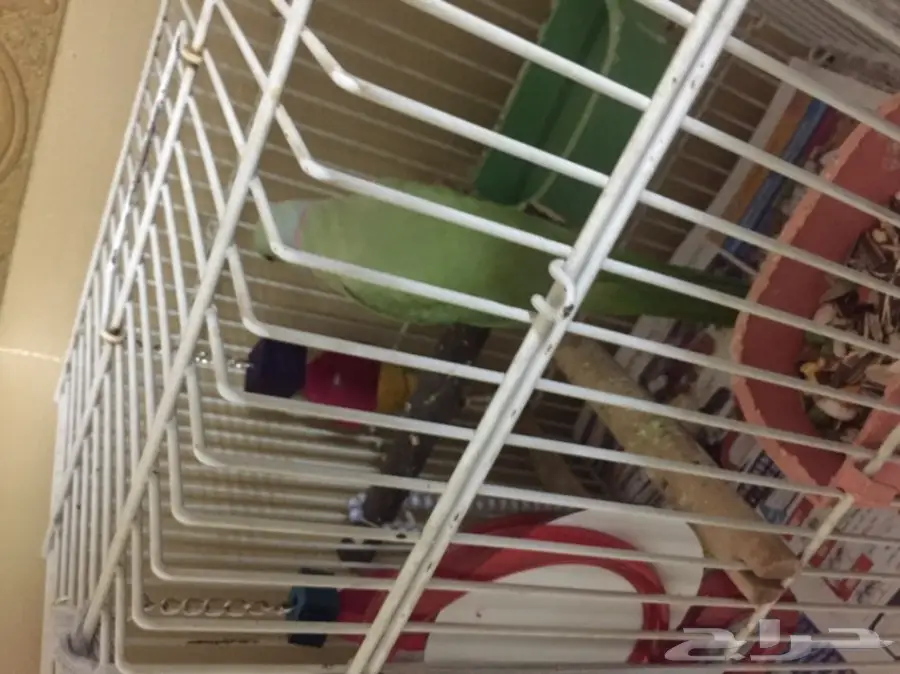 ببغاء دره اخضر  (image 2)