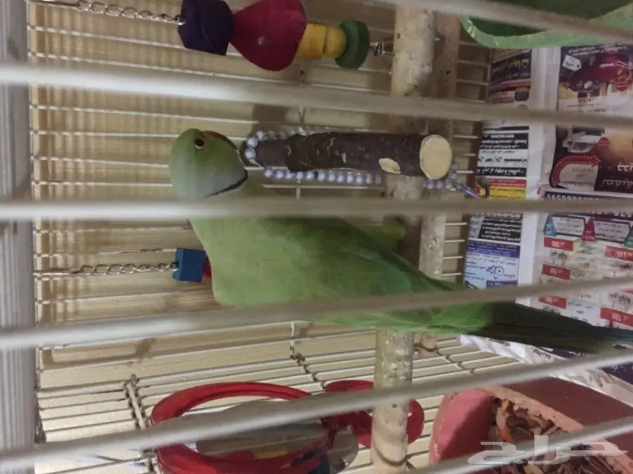 ببغاء دره اخضر  (image 3)