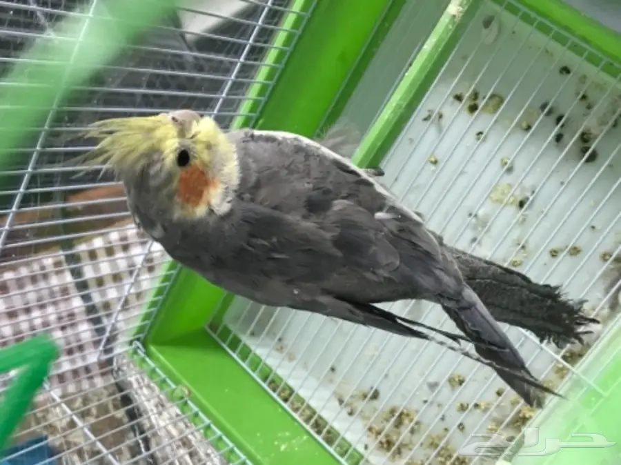 ذكر كروان تغريد 