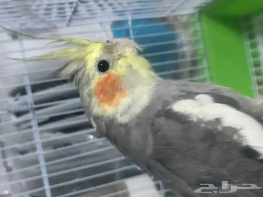 ذكر كروان تغريد  (image 1)