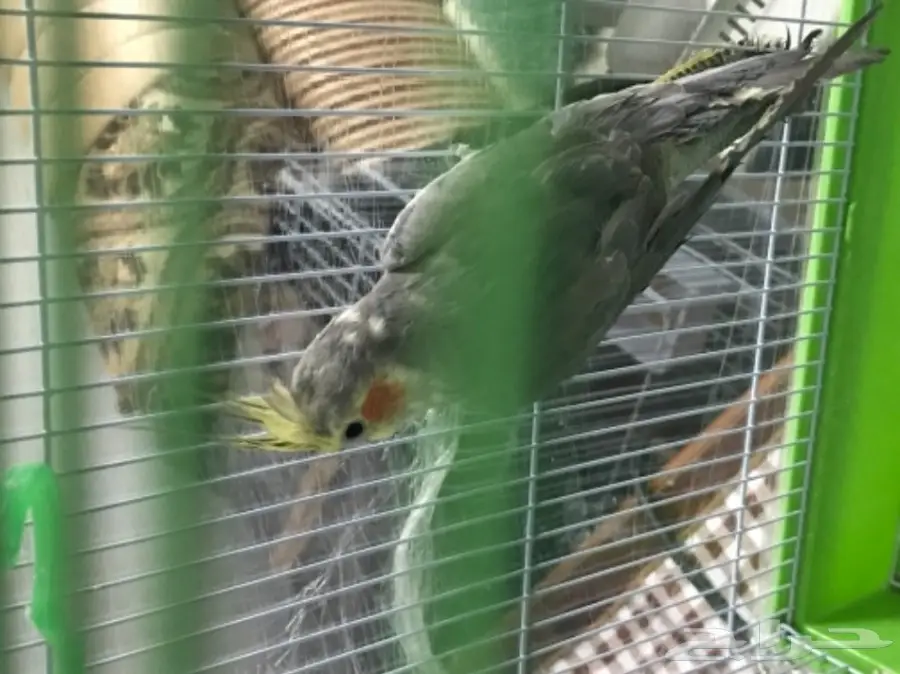 ذكر كروان تغريد  (image 2)